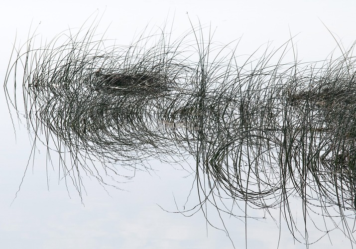 Reeds